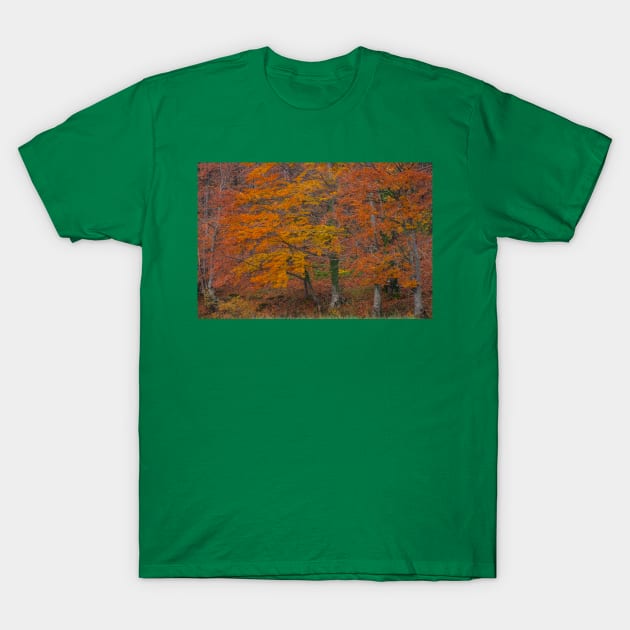 Red forest T-Shirt by mmuzanic